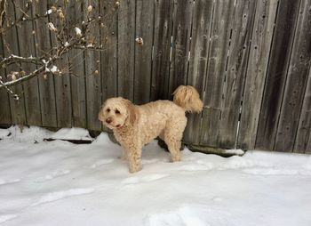 Dog standing on snow covered landscape during winter