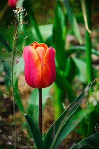 Close-up of red flower blooming outdoors