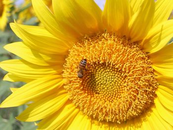 Close-up of bee on sunflower