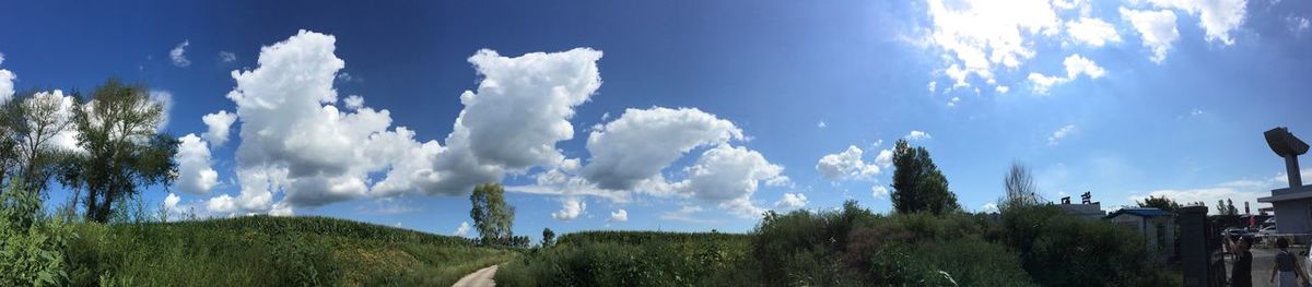 Low angle view of trees against sky