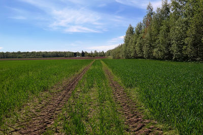 Scenic view of agricultural field against sky