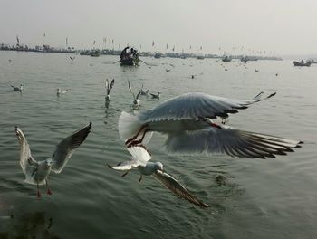 Seagulls flying over sea against sky