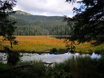 Scenic view of river in forest against sky