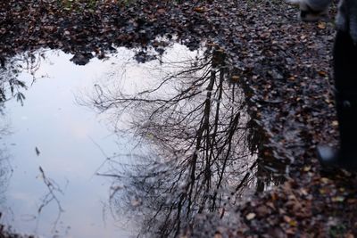 Reflection of trees in water