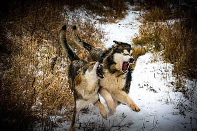 View of dog in snow