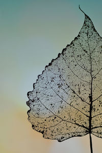 Abstract dry transparent poplar leaf in nature