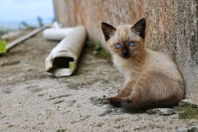 Portrait of kitten relaxing on footpath