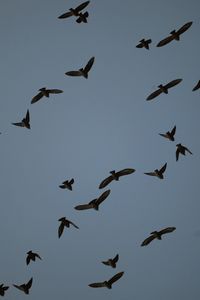 Low angle view of birds flying in sky