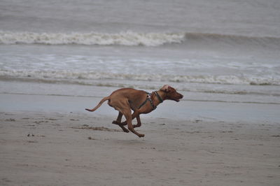 Dog running on beach