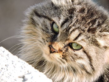 Close-up portrait of a cat
