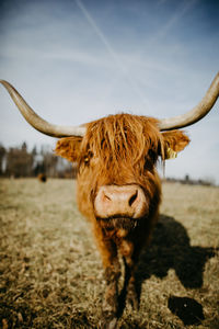 Portrait of a horse on field