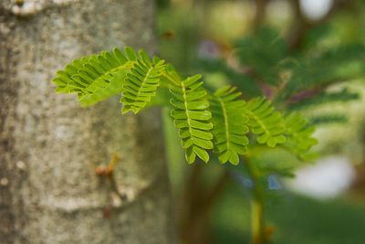 Close-up of fern leaf