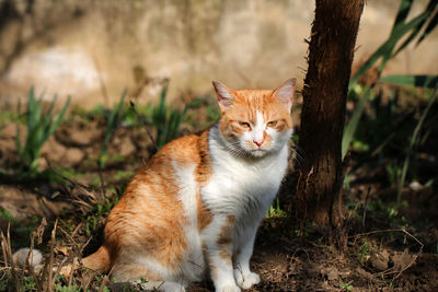 Portrait of cat sitting on field