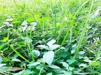 Close-up of white flowering plants on field