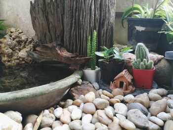 Potted plants on rocks in yard