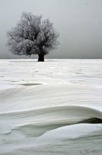 Tree on snow covered landscape against clear sky