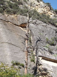 Trees in sunlight