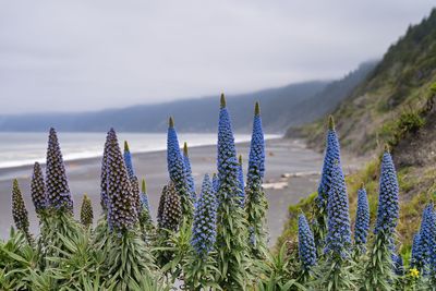 Close-up of plants growing on field against sky