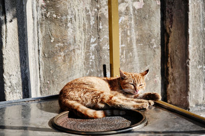 Colorful cat lying and sleeping in street seller bench for sweet chestnut  istanbul during day time