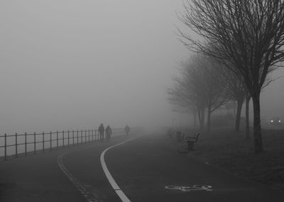 Bare trees on road in foggy weather
