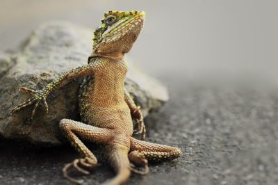 Close-up of lizard