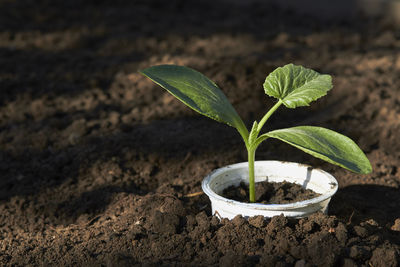 Close-up of small potted plant on field