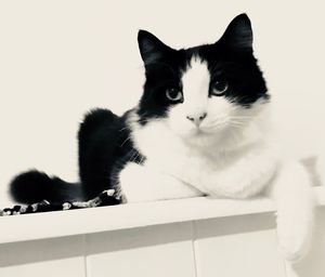 Close-up portrait of cat sitting on floor