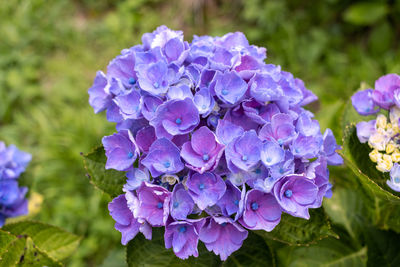 Close-up of purple hydrangea flowers