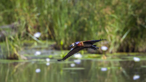 Bird flying over lake