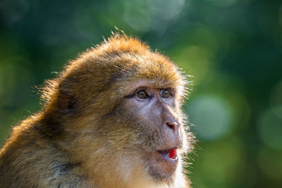 Close-up of barbary macaque on sunny day