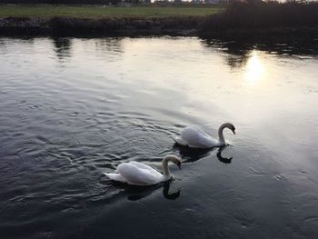 Swans swimming in lake