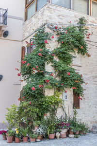 Flowers on tree by building