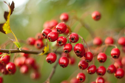 Close-up of rowan berries growing on plant