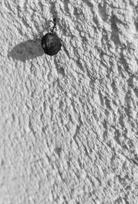 Close-up of crab on sand at beach