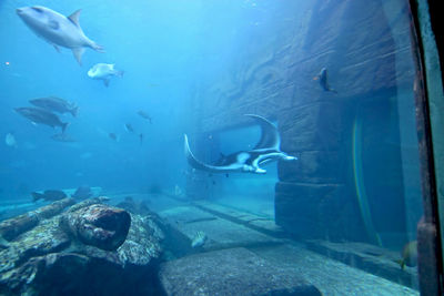 A manta ray swimming through the water