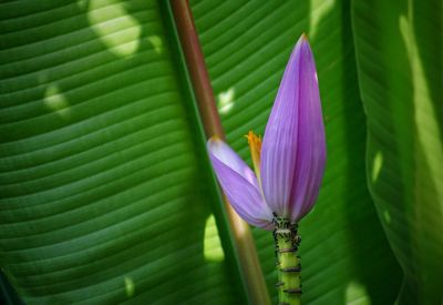 Close-up of purple flowering plant leaves