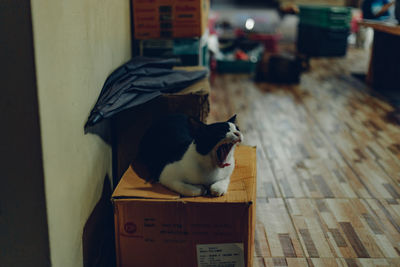 cat
