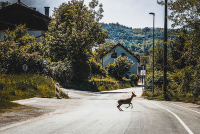 View of an animal on road