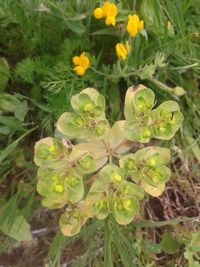 Close-up of flowers blooming outdoors