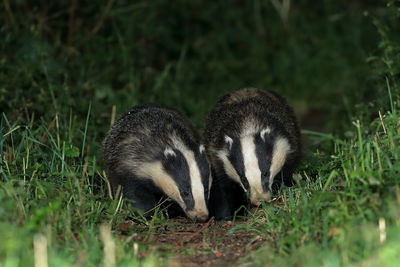 Two european badgers foraging