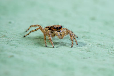 Close-up of spider