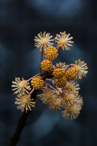 Close-up of yellow flowering plant