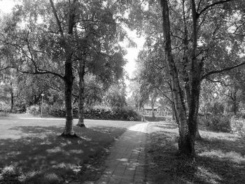 Street amidst trees in park