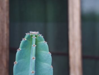 Close-up of cactus plant