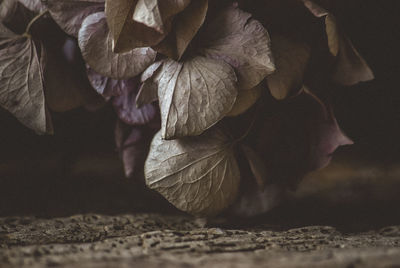 Close-up of wilted plant