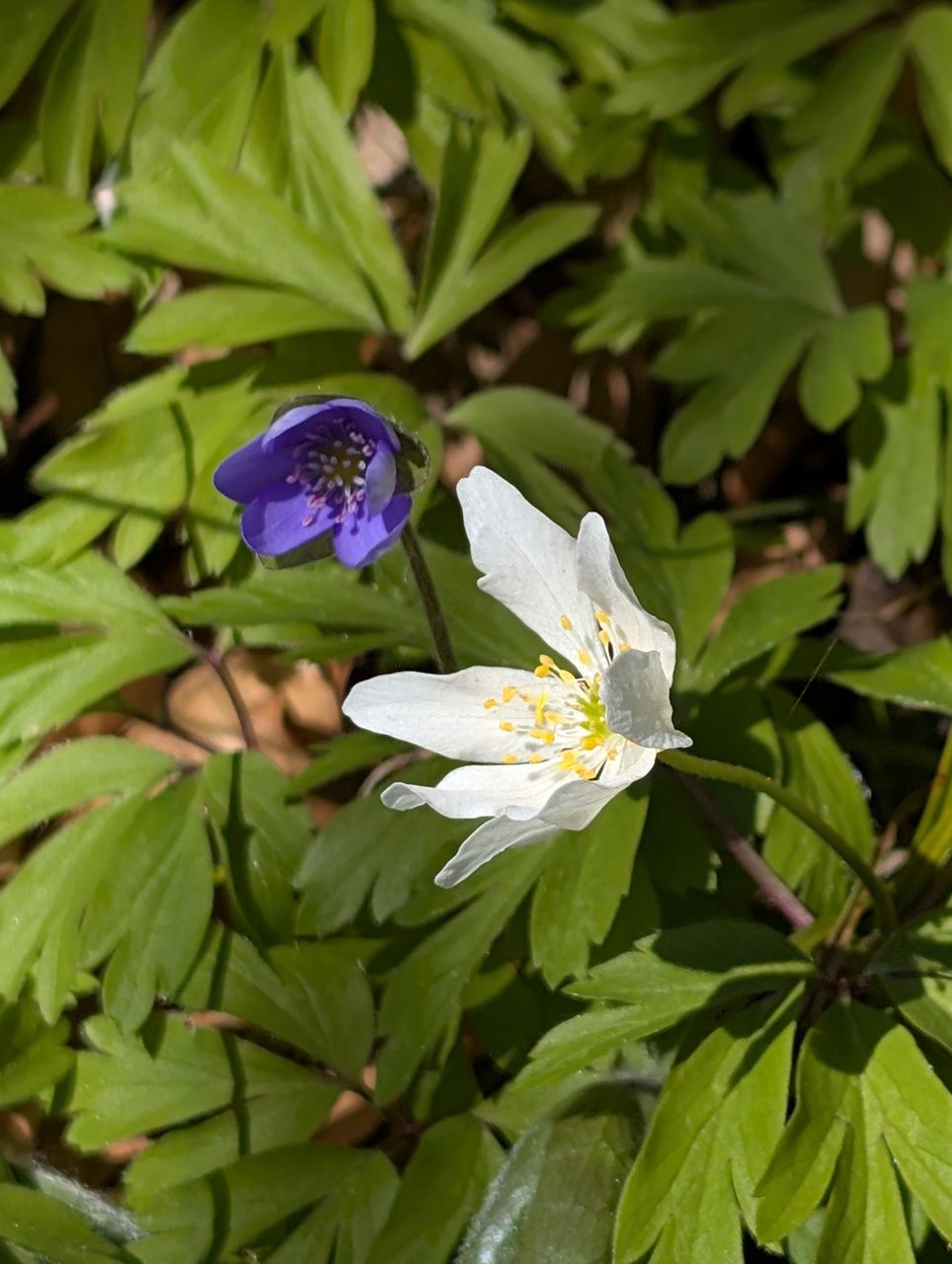 plant, flower, flowering plant, beauty in nature, leaf, plant part, nature, freshness, animal wildlife, growth, close-up, animal themes, green, insect, animal, wildflower, petal, fragility, flower head, no people, outdoors, botany, wildlife, animal wing, one animal, springtime, summer, blossom, purple, environment, inflorescence
