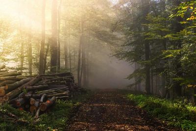 View of forest in foggy weather