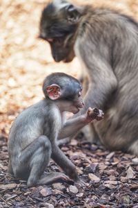 Monkeys sitting on field