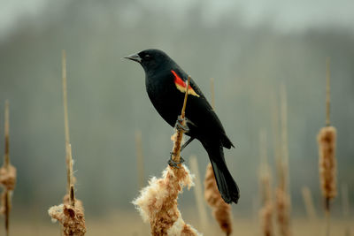 Close-up of bird perching outdoors