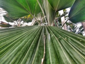 Close-up of palm leaf